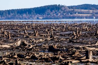 FOTO: Měsíční krajina. Sucho na Lipně odhalilo zbytky původních lesů - Novinky
